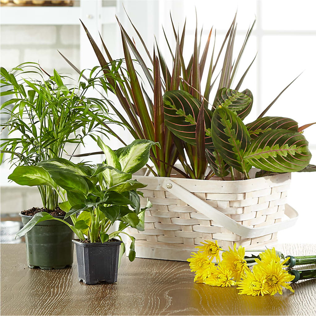 Florist Designed Blooming and Green Plants in a Basket – TAYLOR'S MERCANTILE, Sewanee TN