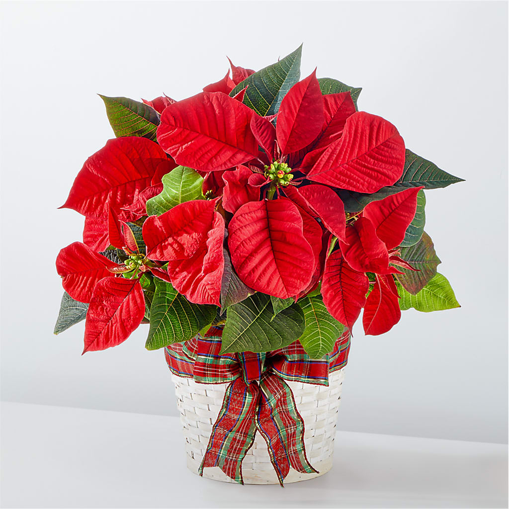 Happiest Holidays Poinsettia – TAYLOR'S MERCANTILE, Sewanee TN
