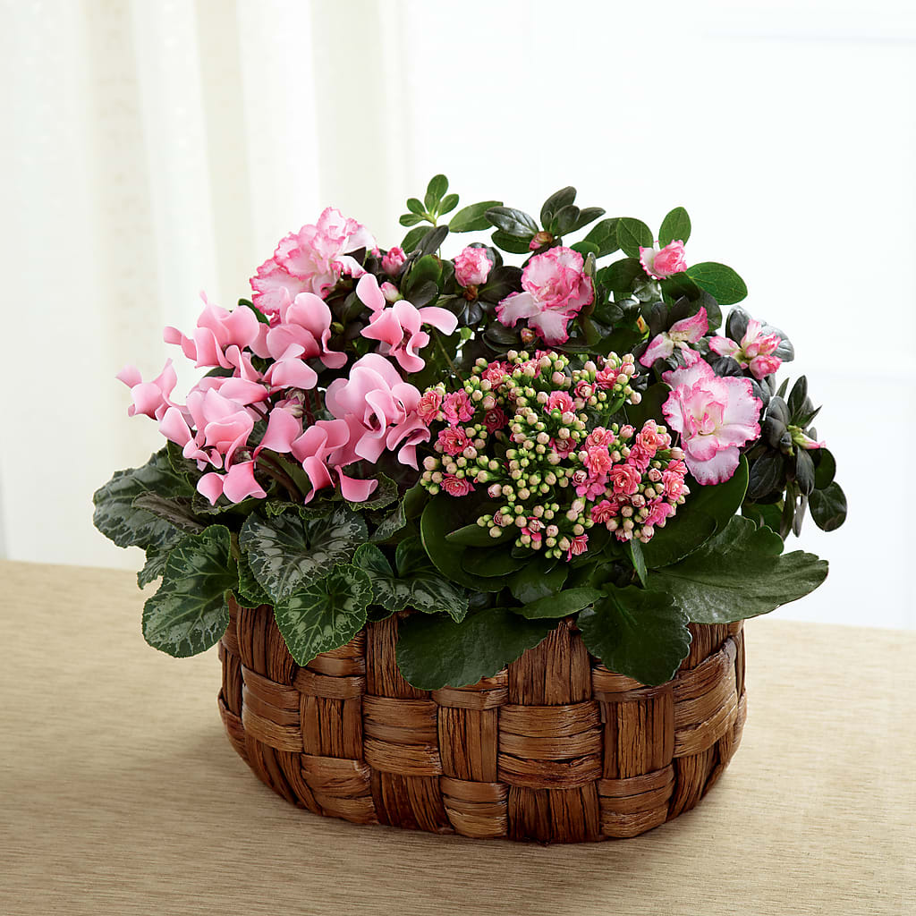 Pink Assortment – TAYLOR'S MERCANTILE, Sewanee TN