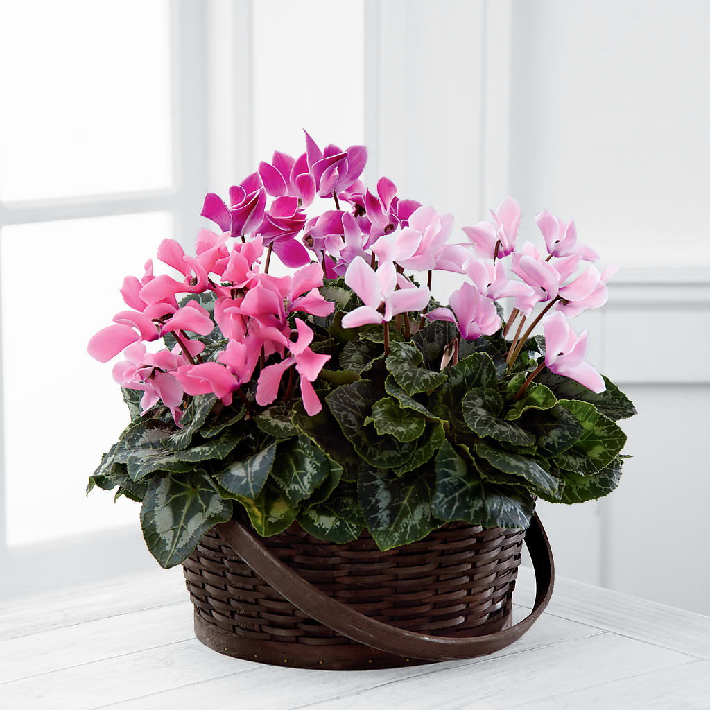 Mixed Cyclamen Planter – TAYLOR'S MERCANTILE, Sewanee TN