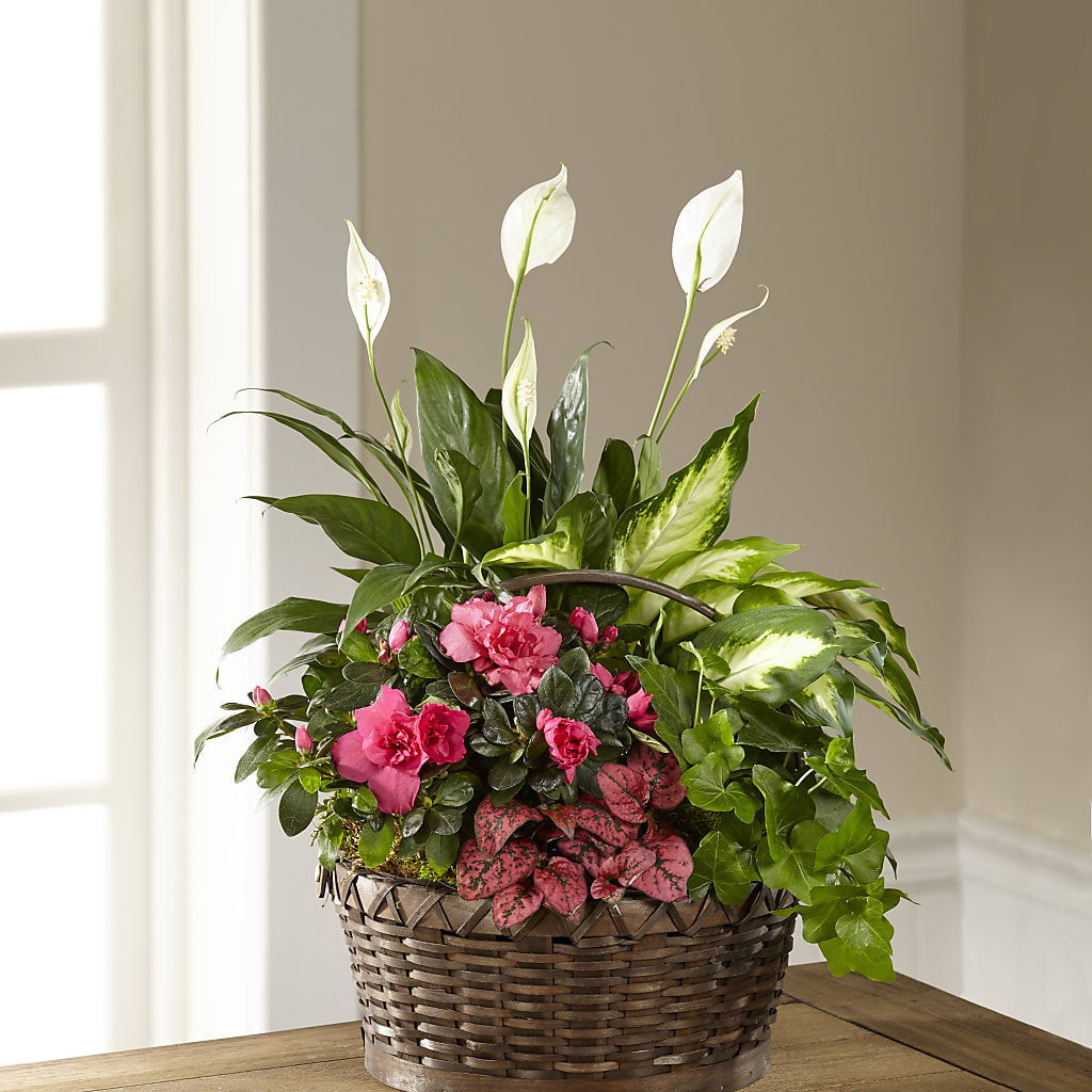 Dream in Pink Dishgarden – TAYLOR'S MERCANTILE, Sewanee TN