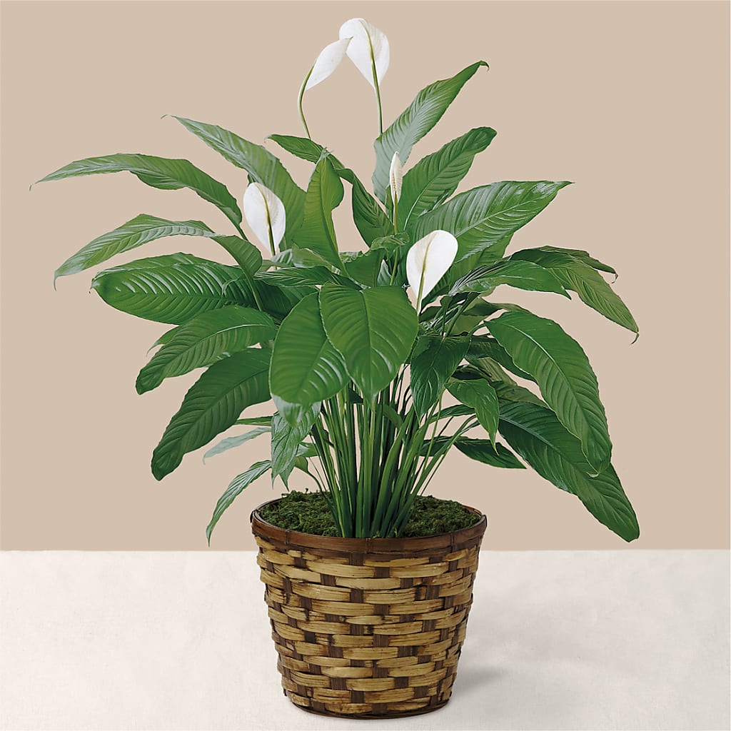 Tranquil Moments Peace Lily Plant – TAYLOR'S MERCANTILE, Sewanee TN