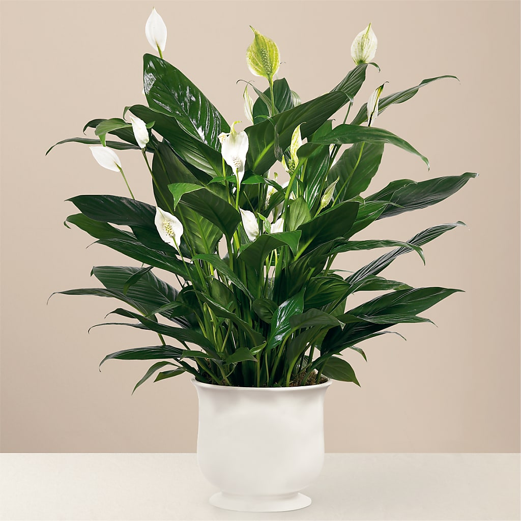 Comfort Planter – TAYLOR'S MERCANTILE, Sewanee TN