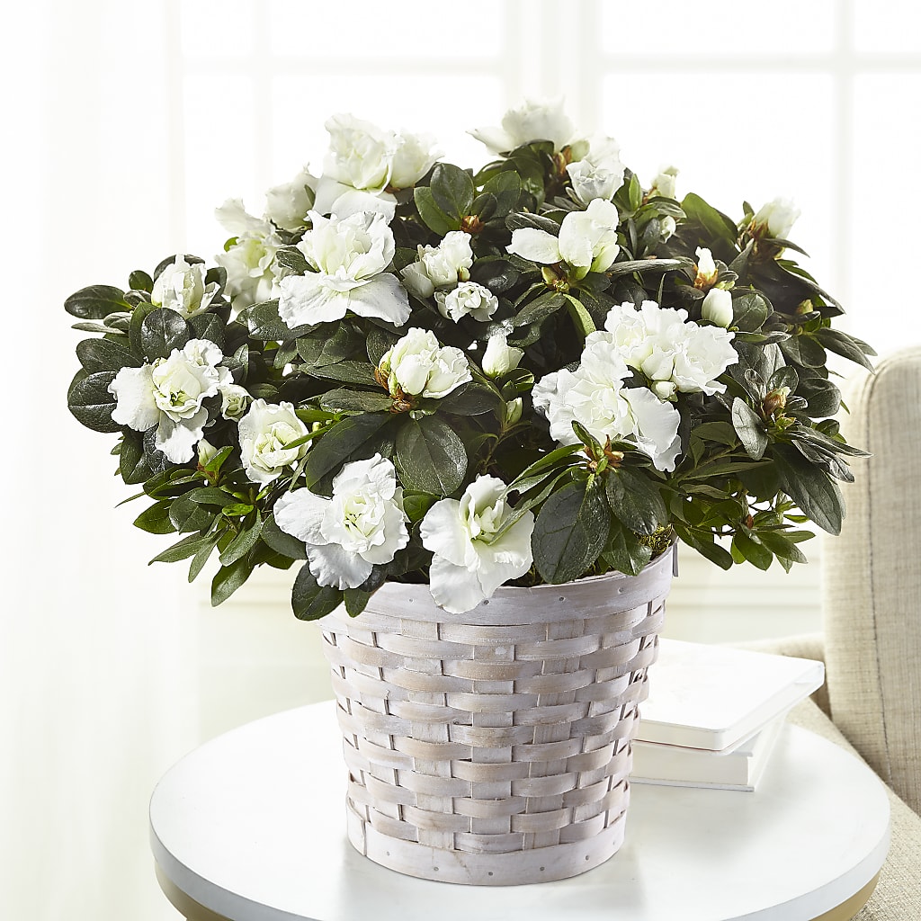 White Azalea Plant – TAYLOR'S MERCANTILE, Sewanee TN