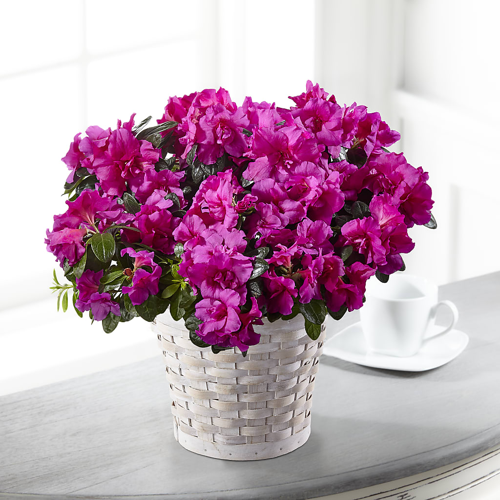 Hope & Serenity Azalea Plant – TAYLOR'S MERCANTILE, Sewanee TN