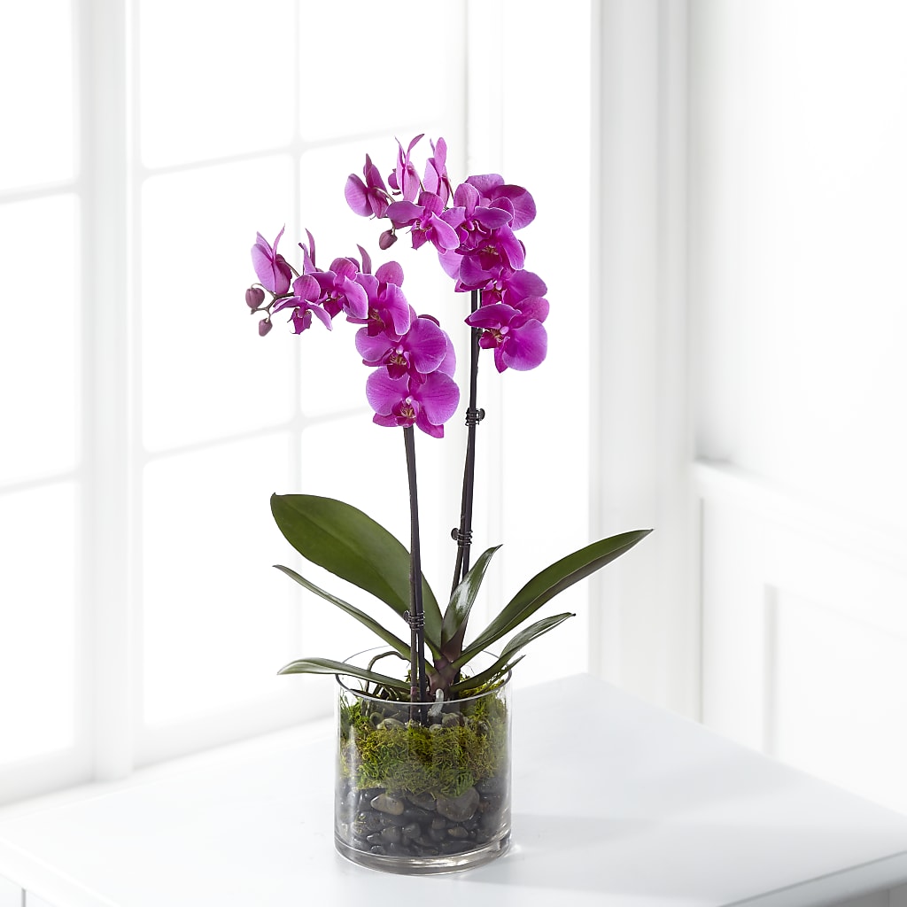 Pink Orchid Plant – TAYLOR'S MERCANTILE, Sewanee TN