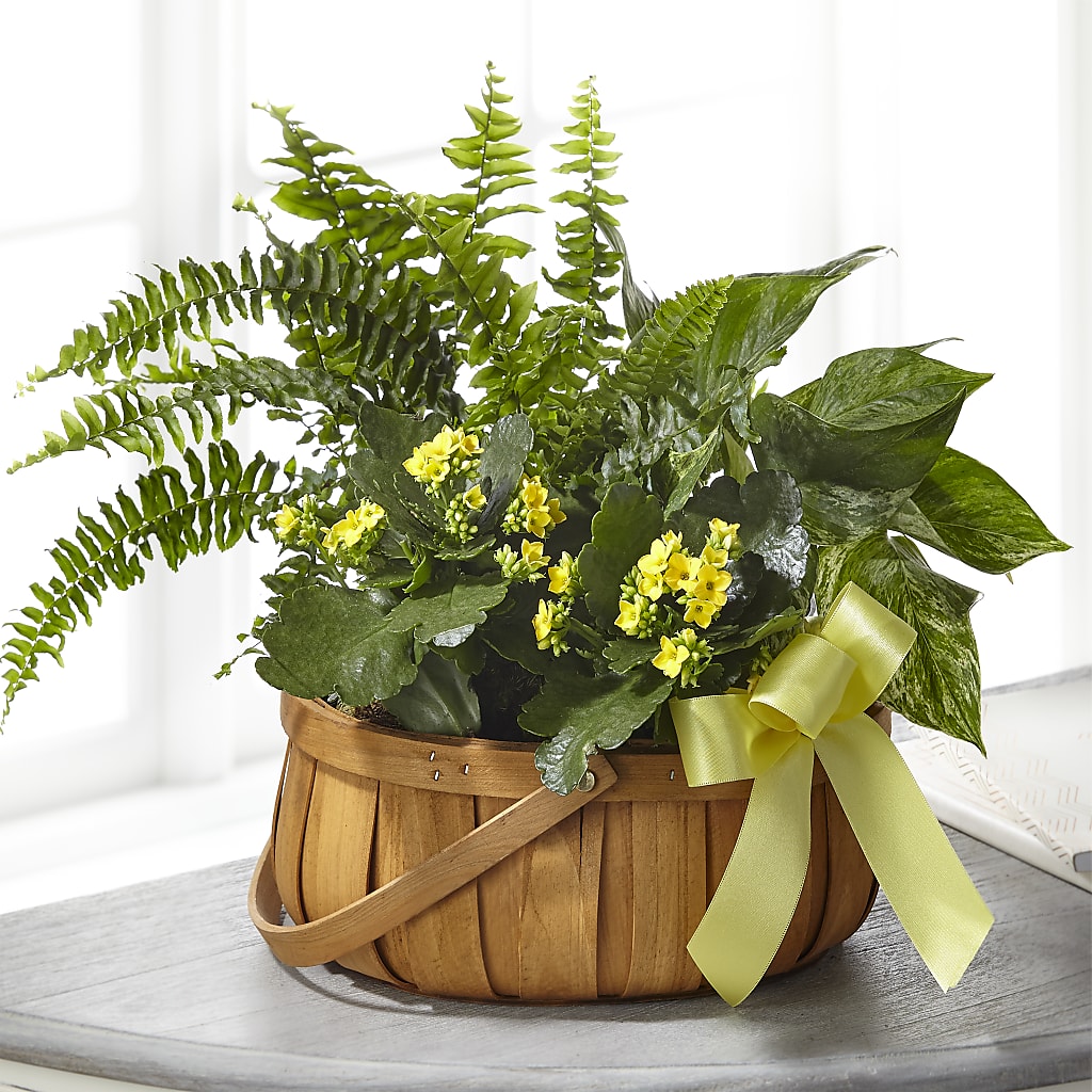 Always Dear Dishgarden – TAYLOR'S MERCANTILE, Sewanee TN