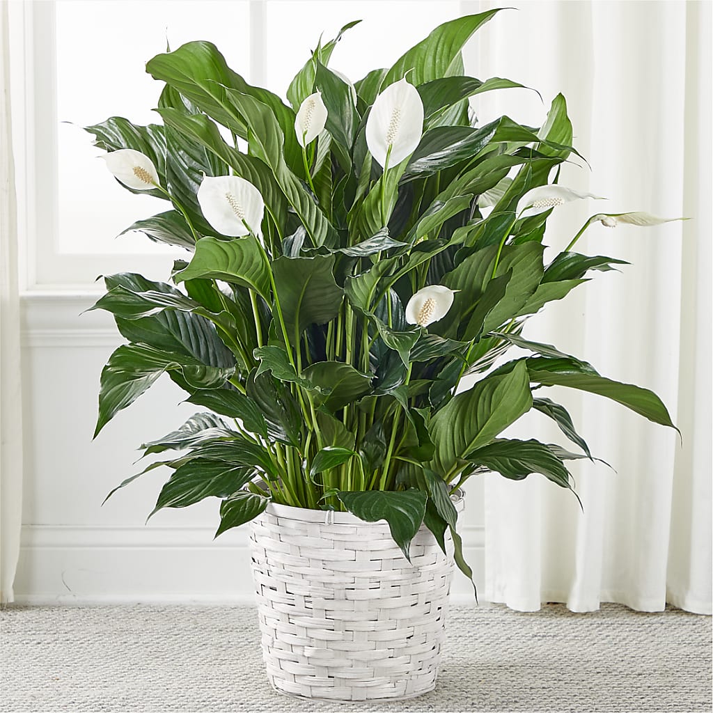 A New Leaf Peace Lily – TAYLOR'S MERCANTILE, Sewanee TN