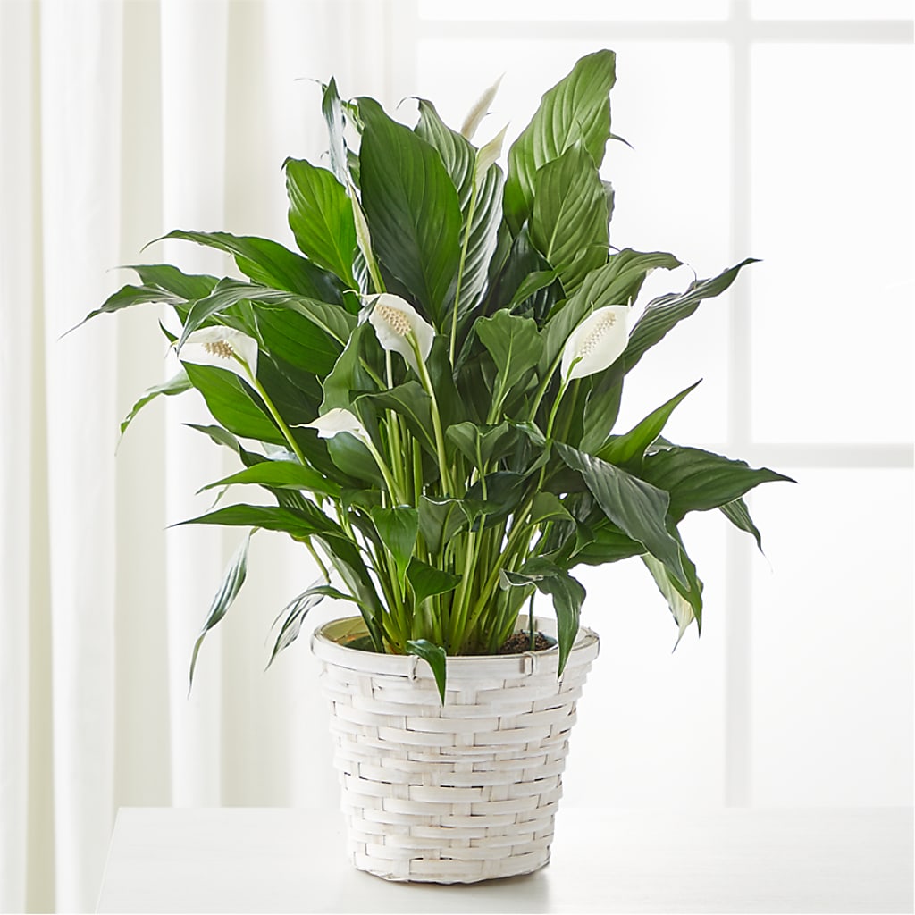 A New Leaf Peace Lily – TAYLOR'S MERCANTILE, Sewanee TN