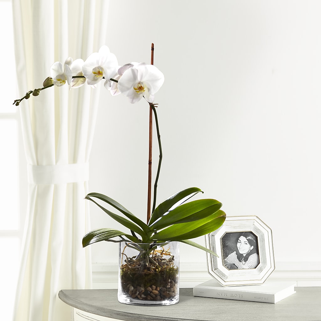 White Orchid Planter – TAYLOR'S MERCANTILE, Sewanee TN