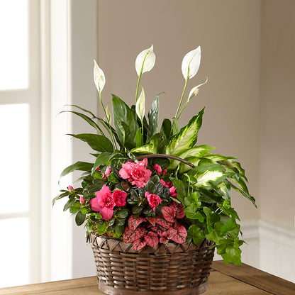 Dream in Pink Dishgarden – TAYLOR'S MERCANTILE, Sewanee TN