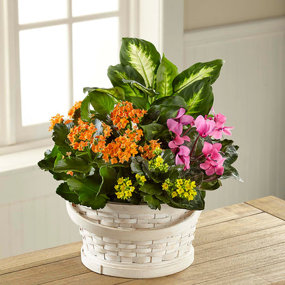 Color Crush Dishgarden – TAYLOR'S MERCANTILE, Sewanee TN