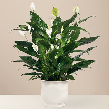Comfort Planter – TAYLOR'S MERCANTILE, Sewanee TN