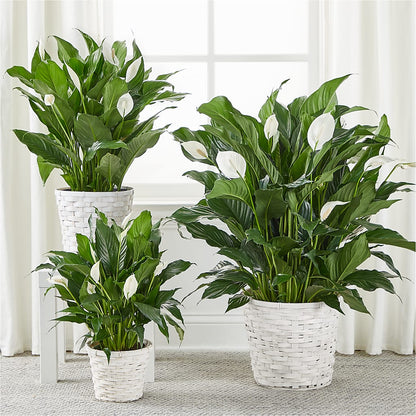 A New Leaf Peace Lily – TAYLOR'S MERCANTILE, Sewanee TN