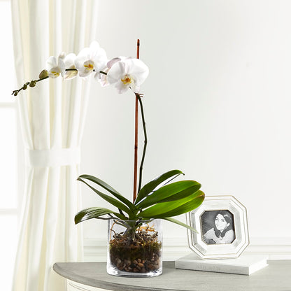 White Orchid Planter – TAYLOR'S MERCANTILE, Sewanee TN