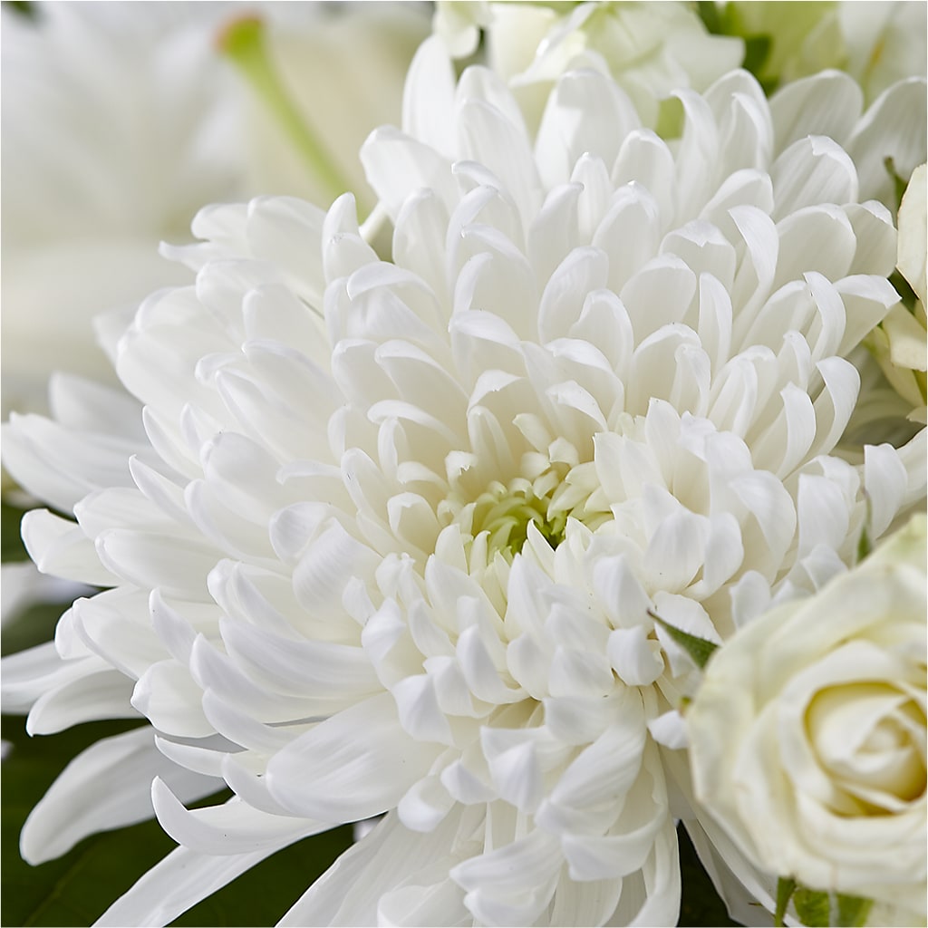 Classic Ivory – A Florist Original – TAYLOR'S MERCANTILE, Sewanee TN